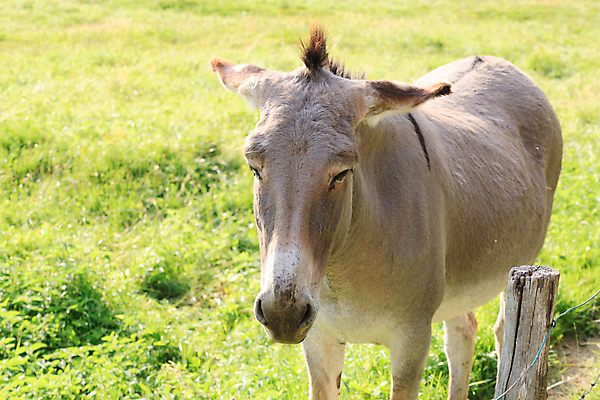 포토 JPG 해외이미지 동물 자연 산 사람없음 초록색 울타리 농장 갈색 이탈리아 시골 군중 알프스 당나귀 동물상 밭일 해외202004 해외포토 유럽 컬러 농업 사람 담장 조형물 말_동물 생태계 파일형식 이미지허브