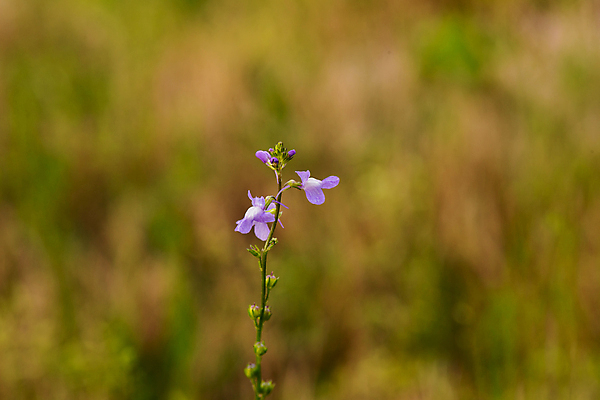 포토 JPG 해외이미지 식물 꽃 야생동물 벽 꽃무늬 자연 영국 잉글랜드 풍경 사람없음 가로 여름 파란색 노란색 보라색 봄 들꽃 바위 흰색 작음 아이비 해외202004 해외포토 동물 계절 유럽 컬러 무늬 돌_바위 크기 생태계 파일형식 이미지허브