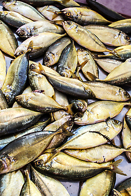 포토 JPG 해외이미지 동물 음식 스포츠 바다 백그라운드 자연 낚시 육류 어류 사람없음 컬러풀 노란색 머리 항구 식사 신선 잡기 시장 황금 유혹 해산물 육식동물 지느러미 포트 어장 아열대 해외202004 해외포토 컬러 컨셉 식재료 교통시설 모션 레저 신체부위 수중동물 생태계 파일형식 이미지허브