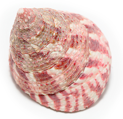 포토 JPG 해외이미지 길 바다 여행 십자가 패턴 부분 자연 엄마 추상 휴가 함께함 실내 나선형 사람 사람없음 가로 파란색 빛 세트 평화 침묵 금지 껍질 변화 자르기 수집 심볼 오브젝트 보따리 기념품 장면 고립 대칭 앵무조개 칼슘 해외202004 해외포토 컬러 컨셉 무늬 가족 모션 조개 내부 소리 생태계 파일형식 이미지허브