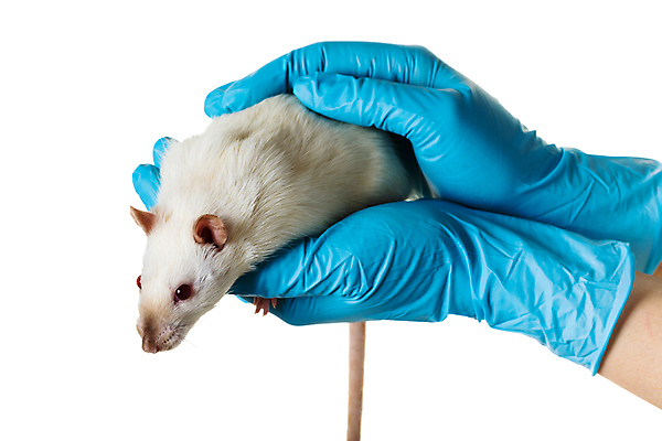 포토 JPG 해외이미지 동물 1 손 과학 장갑 백그라운드 포유류 노동자 건강 실험 관리 사람 사람없음 파란색 반려동물 스터디 흰색 잡기 실험실 쥐 설치류 작음 연구원 과학자 수의사 고립 해외202004 해외포토 직업 잡화 컬러 모션 신체부위 학습 의사 크기 학자 파일형식 이미지허브