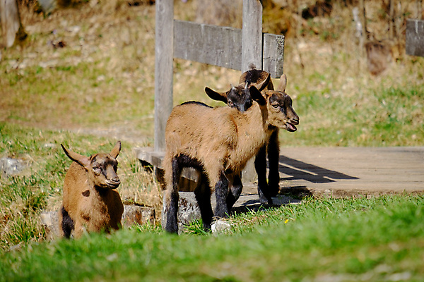 포토 JPG 해외이미지 동물 공원 행복 얼굴 야생동물 백그라운드 밭 농업 포유류 자연 염소 뿔 독일 서기 사람없음 야외 초록색 농장 갈색 머리 검은색 가축 봄 흰색 시골 아기 내추럴 카메룬 바이에른 해외202004 해외포토 계절 공공시설 감정 유럽 산업 컬러 모션 아프리카 사람 신체부위 생태계 파일형식 이미지허브