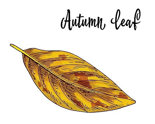 EPS 해외이미지 나무 식물 손 디자인 계절 백그라운드 잎 오렌지 일러스트 자연 그래픽 장식 컬러풀 갈색 노란색 가을 떨어짐 숲 큼 9월 심볼 묘사 오브젝트 싱글 그림 에코 정맥 10월 내추럴 고립 생태학 엘리먼트 노화 해외202004 해외일러스트 교육 컬러 컨셉 과일 신체부위 환경 날짜 크기 생태계 혈관 파일형식 벡터 이미지허브