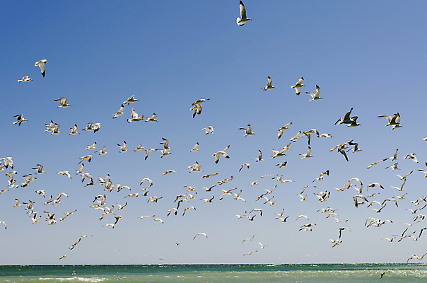 포토 JPG 해외이미지 동물 야생동물 파도 바다 날개 자연 갈매기 조류 하늘 풍경 사람없음 야외 물 파란색 자유 흰색 비행 해외202004 해외포토 자연요소 컬러 컨셉 생태계 파일형식 이미지허브