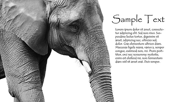 포토 JPG 해외이미지 동물 여자 포유류 아프리카 자연 코끼리 흑백 동물원 사람없음 어둠 회색 슬픔 게임 주름 치아 큼 자르기 피부 상아 어려움 힘찬 해외202004 해외포토 감정 나라 컬러 컨셉 모션 놀이 촬영기법 사람 신체부위 소화기관 크기 생태계 파일형식 이미지허브