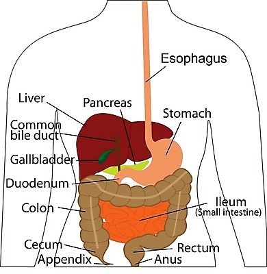 EPS 해외이미지 모양 남자 과학 컨셉 신체 일러스트 부분 해부 건강 사람 내부 약 건강관리 오르간 질병 그림 생물학 간 시스템 췌장 고립 복근 해외202004 해외일러스트 교육 의학 근육 관리 장기_의학 건반악기 파일형식 벡터 이미지허브