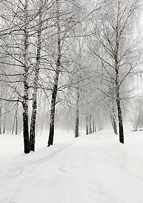 포토 JPG 해외이미지 나무 계절 유럽 도로 겨울 곡선 교통시설 자연 날씨 사람없음 냉동 얼음 회색 운전 추위 흰색 나뭇가지 고속도로 숲 위험 분열 흐림 눈보라 길가 벌거벗은 눈내림 해외202004 해외포토 자연요소 식물 나라 길 선 컬러 교통 컨셉 모션 눈_날씨 시설 생태계 파일형식 이미지허브