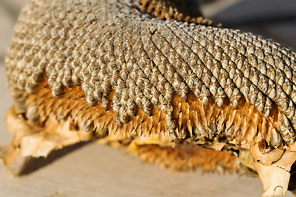 포토 JPG 해외이미지 식물 라이프스타일 계절 음식 패턴 농업 다이어트 채소 재료 자연 조류 해바라기 건조 건강 식이요법 요리 씨앗 사람없음 농장 검은색 코트 껍질 닫기 작음 낟알 굽기 먹기 묘사 유기농 알맹이 날것 내추럴 단백질 밭일 영양분 짠맛 채식주의자 비건 해외202004 해외포토 동물 웰빙 꽃 산업 컬러 무늬 모션 생활 외투 맛 크기 구이 생태계 채식 영양소 파일형식 이미지허브