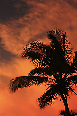 포토 JPG 해외이미지 나무 실루엣 섬 여행 오렌지 자연 하늘 휴가 손바닥 풍경 사람없음 야외 여름 일출 일몰 닫기 묘사 내추럴 공화국 이국적 파라다이스 해외202004 해외포토 식물 손 계절 나라 과일 모션 촬영기법 노을 생태계 파일형식 이미지허브