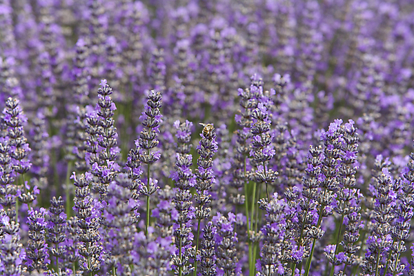포토 JPG 해외이미지 나무 공원 꽃 선 줄기 밭 농업 사람없음 야외 초록색 여름 농작물 컬러풀 햇빛 농장 농경지 정원 보라색 봄 수확 신선 개화 약초 벌 다발 허브 제비꽃 관목 향기 아로마 꽃가루 라벤더 라일락 밭일 풍요 해외202004 해외포토 식물 계절 공공시설 산업 컬러 곤충 컨셉 태양 풀_식물 가루 냄새 파일형식 이미지허브