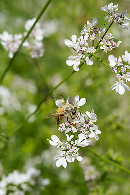 포토 JPG 해외이미지 꽃 유럽 곤충 잎 날개 자연 하늘 사람없음 초록색 여름 파란색 컬러풀 정원 봄 벌레 작음 벌 꿀 찌르기 서쪽 해외202004 해외포토 식물 동물 계절 나라 컬러 모션 크기 방향 생태계 파일형식 이미지허브