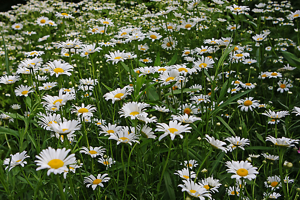 포토 JPG 해외이미지 식물 계절 꽃잎 꽃 실루엣 잎 꽃무늬 밭 자연 추상 프레임 사람없음 장식 초록색 컬러풀 노란색 정원 봄 성장 벚꽃 흰색 신선 오브젝트 데이지 내추럴 해외202004 해외포토 컬러 무늬 농업 촬영기법 생태계 파일형식 이미지허브