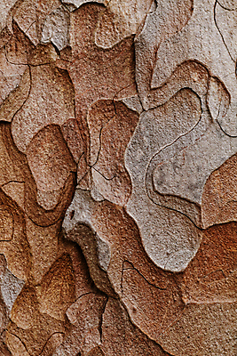 포토 JPG 해외이미지 나무 식물 디자인 백그라운드 패턴 자연 벽지 표면 추상 사람없음 목재 장식 컬러풀 갈색 소나무 널 숲 묘사 질감 나무껍질 전나무 내추럴 수목 해외202004 해외포토 컬러 무늬 재료 껍질 생태계 파일형식 이미지허브