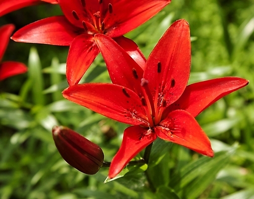 포토 JPG 해외이미지 식물 디자인 꽃잎 꽃 줄기 결혼 잎 꽃무늬 휴가 발렌타인데이 사랑 사람없음 빨간색 초록색 여름 컬러풀 머리 활발 벚꽃 신선 개화 우아함 백합 묘사 냄새 꽃수술 해외202004 해외포토 계절 감정 컬러 컨셉 무늬 데이이벤트 이벤트 신체부위 파일형식 이미지허브