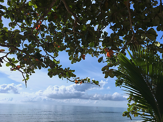 포토 JPG 해외이미지 나무 모래 파도 바다 섬 여행 백그라운드 자연 하늘 휴가 손바닥 풍경 사람없음 야외 물 여름 파란색 햇빛 태양 맑음 터키석 파라다이스 해외202004 해외포토 자연요소 식물 손 계절 컬러 날씨 보석 생태계 파일형식 이미지허브