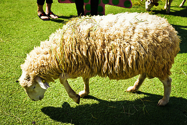 포토 JPG 해외이미지 동물 응시 시선 얼굴 패턴 농업 포유류 자연 털 육류 사람없음 농장 흰색 시골 양 개 호주 굽기 호기심 부드러움 양고기 바비큐립 양모 관심 대칭 방목장 줄서기 해외202004 해외포토 감정 산업 컬러 컨셉 무늬 식재료 모션 신체부위 직물 감각 오세아니아 바비큐 구이 생태계 파일형식 이미지허브