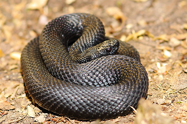 포토 JPG 해외이미지 동물 유럽 야생동물 파충류 자연 종류 사람없음 야외 컬러풀 검은색 독약 뱀 위험 싱글 육식동물 멸종 루마니아 내추럴 동물상 땅바닥 해외202004 해외포토 나라 컬러 컨셉 바닥 조형물 생태계 파일형식 이미지허브