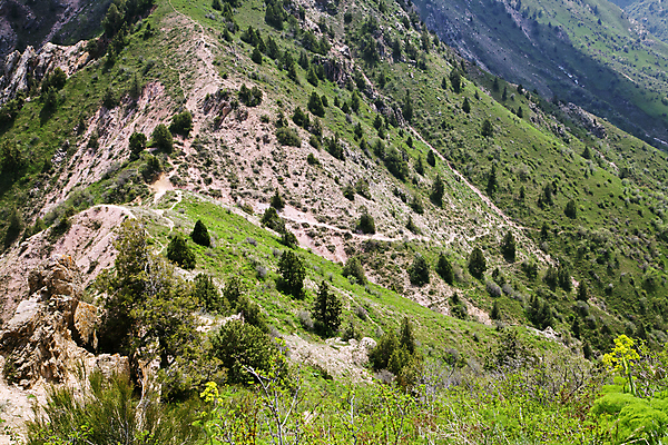 포토 JPG 해외이미지 나무 모래 표면 산 풍경 경사 사람없음 야외 가로 초록색 여름 하이앵글 햇빛 갈색 맑음 뜨거움 산등성이 우즈베키스탄 해외202004 해외포토 식물 계절 뷰포인트 컬러 날씨 태양 중앙아시아 파일형식 이미지허브