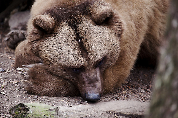 포토 JPG 해외이미지 동물 야생동물 곰 포유류 자연 털 동물원 사람없음 갈색 상승 내추럴 힘찬 해외202004 해외포토 컬러 컨셉 생태계 파일형식 이미지허브