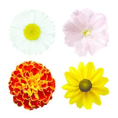 EPS 해외이미지 식물 계절 꽃잎 꽃 분홍색 백그라운드 꽃무늬 오렌지 일러스트 자연 해바라기 국화 여름 세트 노란색 머리 활발 들꽃 벚꽃 축하 신선 개화 우아함 수집 데이지 향기 부드러움 고립 아욱 캐모마일 파스텔톤 해외202004 해외일러스트 컬러 컨셉 무늬 과일 신체부위 감각 허브 생태계 냄새 파일형식 벡터 이미지허브