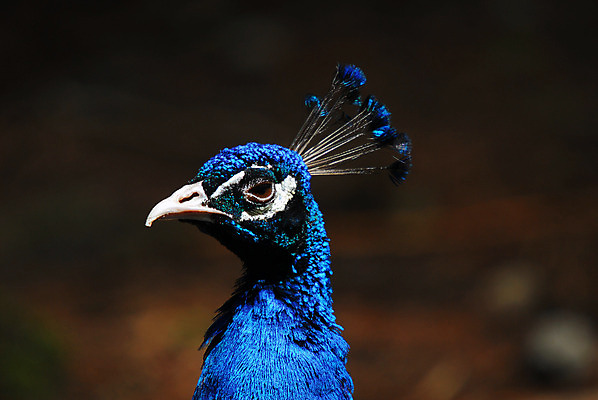 포토 JPG 해외이미지 야생동물 자연 조류 사람없음 초록색 파란색 컬러풀 공작 인도인 깃털 해외202004 해외포토 외국인 동물 컬러 동양인 생태계 파일형식 이미지허브