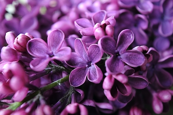 포토 JPG 해외이미지 나무 식물 꽃 분홍색 자연 사람없음 빛 정원 일본 보라색 봄 개화 제비꽃 가득함 포도나무 라일락 해외202004 해외포토 계절 아시아 컬러 과일나무 생태계 파일형식 이미지허브