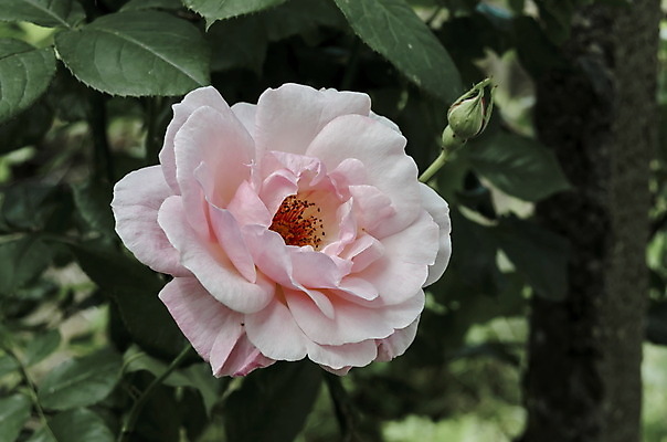 포토 JPG 해외이미지 식물 계절 공원 꽃잎 꽃 분홍색 꽃다발 잎 꽃무늬 자연 발렌타인데이 사람없음 야외 장식 장미 정원 꿈 벚꽃 개화 우아함 매끈함 실크 엽서 부드러움 기념물 내추럴 불가리아 특별함 해외202004 해외포토 공공시설 컬러 컨셉 무늬 데이이벤트 직물 감각 편지 생태계 파일형식 남유럽 이미지허브