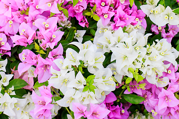 포토 JPG 해외이미지 나무 식물 공원 꽃잎 꽃 분홍색 여행 백그라운드 잎 크리스마스 꽃무늬 패턴 자연 하늘 새로움 거리 건강 사랑 사람없음 야외 장식 빨간색 초록색 파란색 컬러풀 태양 정원 맑음 보라색 봄 신선 개화 진달래 다발 관목 질감 해외202004 해외포토 자연요소 계절 공공시설 기념일 감정 컬러 컨셉 무늬 날씨 생태계 파일형식 이미지허브