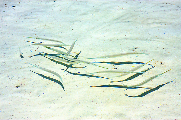 포토 JPG 해외이미지 동물 모래 파도 바다 백그라운드 패턴 자연 낚시 추상 휴식 멕시코 그림자 사람없음 물 파란색 햇빛 갈색 평화 미국 거품 자유 흰색 떨어짐 썰물 뿌리기 질감 지느러미 유카탄 석호 땅바닥 파라다이스 화창 해외202004 해외포토 자연요소 컬러 컨셉 북아메리카 무늬 모션 레저 날씨 바닥 태양 생태계 파일형식 이미지허브