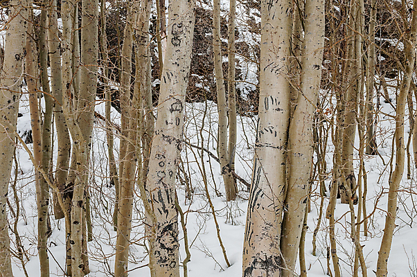 포토 JPG 해외이미지 나무 겨울 곰 사람없음 야외 환경 손상 흔적 사인 캘리포니아 나무껍질 서식지 집게발 해외202004 해외포토 식물 동물 계절 컨셉 포유류 미국 껍질 파일형식 이미지허브