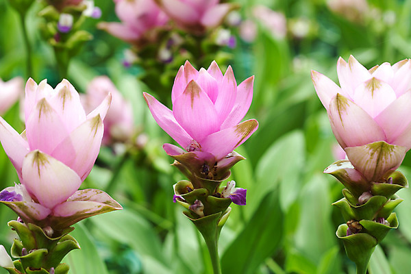 포토 JPG 해외이미지 식물 계절 공원 꽃 아시아 분홍색 여행 백그라운드 꽃무늬 밭 태국 자연 동양인 사람없음 초록색 컬러풀 정원 봄 튤립 벚꽃 신선 그룹 만족 제비 내추럴 원예사 많음 해외202004 해외포토 직업 공공시설 감정 나라 컬러 컨셉 무늬 농업 조류 인종 생태계 파일형식 이미지허브