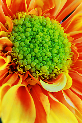 포토 JPG 해외이미지 식물 계절 꽃잎 꽃 백그라운드 꽃무늬 오렌지 추상 국화 사람없음 초록색 여름 컬러풀 노란색 침묵 활발 벚꽃 가을 신선 가득함 데이지 해외202004 해외포토 컬러 컨셉 무늬 과일 소리 파일형식 이미지허브