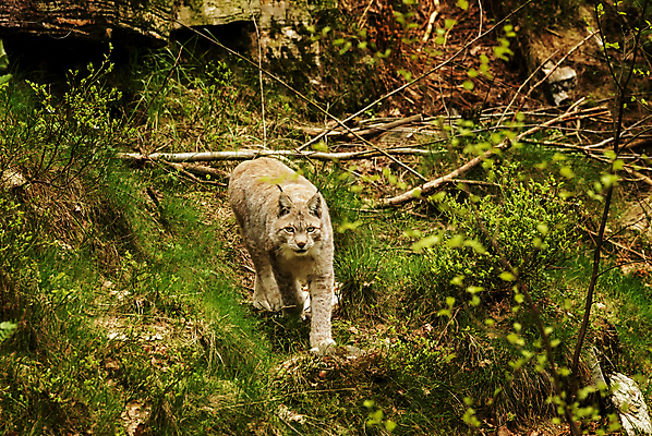 포토 JPG 해외이미지 동물 유럽 야생동물 자연 동물원 북유럽 노르웨이 사람없음 야외 봄 동물상 스칸디나비아 스라소니 해외202004 해외포토 계절 나라 포유류 조형물 생태계 파일형식 이미지허브