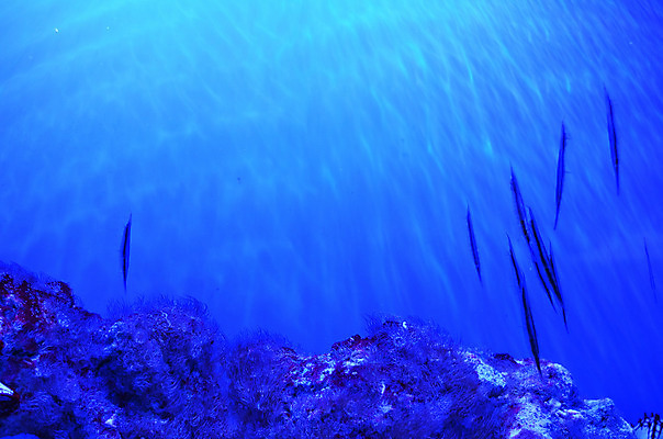 포토 JPG 해외이미지 식물 야생동물 바다 백그라운드 자연 어류 풍경 사람없음 초록색 물 파란색 컬러풀 세계 바닷속 수중 줄무늬 거품 투명 해조류 산호 큼 장어 꼬리 상어 암초 수족관 해파리 석호 스펀지 내추럴 광 깊이 소금물 평야 해외202004 해외포토 자연요소 동물 컬러 무늬 수중동물 해양식물 자포동물 크기 생태계 파일형식 이미지허브