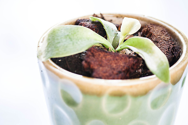 포토 JPG 해외이미지 식물 화분 백그라운드 컨셉 잎 자연 사람없음 초록색 빛 새싹 정원 흙 봄 활발 성장 신선 도자기 에코 원예 내추럴 땅바닥 해외202004 해외포토 계절 컬러 바닥 취미 환경 생태계 파일형식 이미지허브