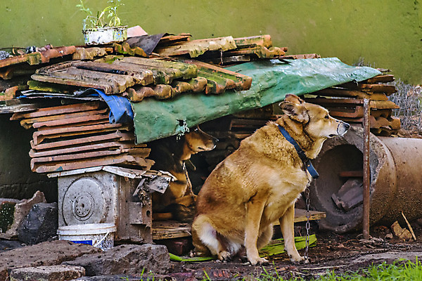 포토 JPG 해외이미지 동물 백그라운드 2 포유류 거리 앉기 사람없음 야외 반려동물 관찰 개 오두막 송곳니 우루과이 해외202004 해외포토 모션 남아메리카 치아 파일형식 이미지허브