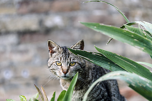 포토 JPG 해외이미지 동물 응시 잎 자연 털 사람없음 초록색 햇빛 노란색 고양이 줄무늬 활발 회색 에너지 시골 표현 코 사냥 귀 붓꽃 섬광 총구 해외202004 해외포토 식물 시선 꽃 컬러 컨셉 무늬 포유류 신체부위 반려동물 태양 생태계 파일형식 이미지허브