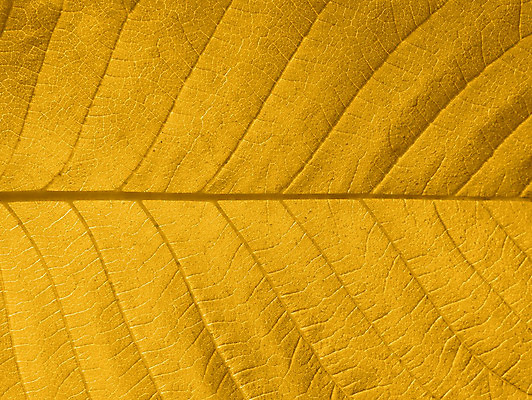 포토 JPG 해외이미지 나무 식물 계절 백그라운드 단풍 잎 패턴 오렌지 자연 추상 사람없음 빛 햇빛 노란색 줄무늬 활발 가을 변화 황금 숲 9월 11월 묘사 유기농 질감 섬유 정맥 10월 대칭 해외202004 해외포토 웰빙 컬러 컨셉 무늬 과일 태양 직물 날짜 생태계 혈관 파일형식 이미지허브