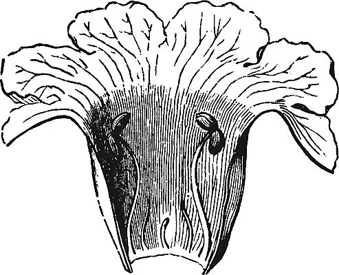 EPS 해외이미지 꽃잎 꽃 선 일러스트 미술 검은색 수확 흰색 그림 판화 필라멘트 해외202004 해외일러스트 식물 컬러 농업 문화예술 파일형식 벡터 이미지허브