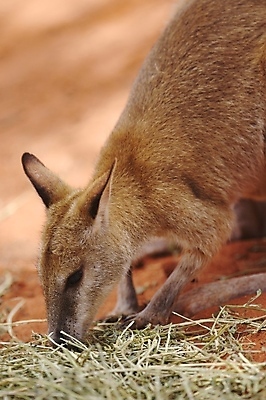 포토 JPG 해외이미지 동물 야생동물 자연 사람없음 노란색 호주 작음 캥거루 해외202004 해외포토 컬러 포유류 오세아니아 크기 생태계 파일형식 이미지허브