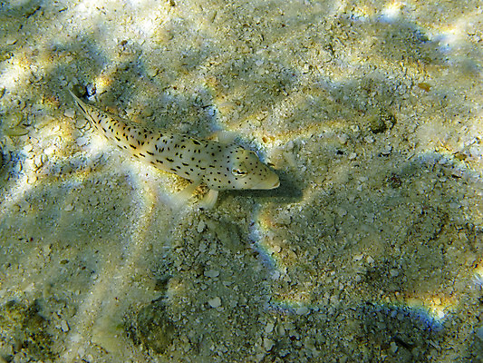 포토 JPG 해외이미지 동물 바다 자연 어류 사람없음 수중 얼룩 산호 암초 몰디브 해외202004 해외포토 아시아 수중동물 자포동물 생태계 파일형식 이미지허브