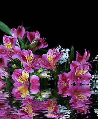 포토 JPG 해외이미지 식물 꽃잎 꽃 파도 분홍색 꽃다발 잎 꽃무늬 자연 검은배경 사람없음 빨간색 초록색 물 여름 반사 보라색 봄 활발 물방울 이슬 백합 고립 잔물결 해외202004 해외포토 자연요소 계절 물결 바다 컬러 백그라운드 컨셉 무늬 검은색 생태계 파일형식 이미지허브