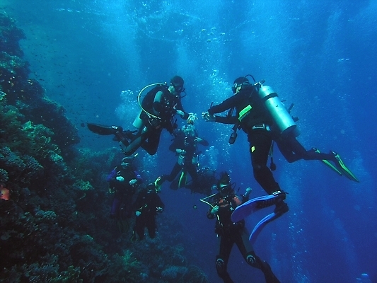 포토 JPG 해외이미지 식물 동물 야생동물 잎 자연 표면 어류 사람없음 물 반사 수중 투명 스노클링 산호 잠수부 암초 동물상 해외202004 해외포토 자연요소 조형물 수중동물 수상스포츠 자포동물 전문직 생태계 파일형식 이미지허브