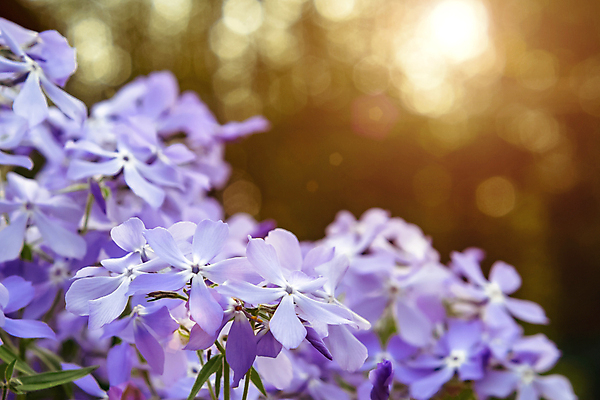포토 JPG 해외이미지 식물 꽃잎 꽃 백그라운드 꽃무늬 자연 친절 사람없음 파란색 빛 태양 정원 맑음 봄 벚꽃 광선 침대 신선 개화 선택 달콤 6월 5월 순수 원예 향기 아로마 꿀 라일락 삼림지대 해외202004 해외포토 자연요소 계절 컬러 가구 컨셉 무늬 날씨 취미 날짜 맛 숲 생태계 냄새 파일형식 이미지허브