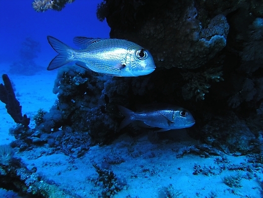 포토 JPG 해외이미지 식물 동물 야생동물 잎 자연 표면 어류 사람없음 물 반사 수중 투명 스노클링 산호 잠수부 암초 동물상 해외202004 해외포토 자연요소 조형물 수중동물 수상스포츠 자포동물 전문직 생태계 파일형식 이미지허브