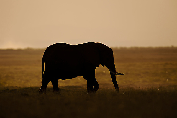 포토 JPG 해외이미지 동물 1 야생동물 포유류 아프리카 자연 초식동물 코끼리 국립공원 사람없음 큼 사파리 귀 상아 케냐 내추럴 해외202004 해외포토 공원 나라 신체부위 크기 생태계 파일형식 이미지허브