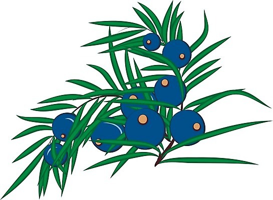 EPS 해외이미지 나무 식물 열매 백그라운드 잎 일러스트 자연 미술 초록색 파란색 세트 약 라벨 화장품 흰색 나뭇가지 신선 허브 아로마 상록수 침엽수 판화 아로마테라피 내추럴 토닉 향나무 해외202004 해외일러스트 컬러 의학 문화예술 프레임 뷰티 생태계 테라피 파일형식 벡터 이미지허브