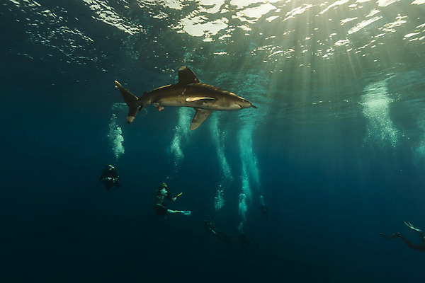 포토 JPG 해외이미지 바다 백그라운드 자연 사람없음 물 파란색 햇빛 태양 수중 광선 액체 잠수부 아래 상어 깊이 해외202004 해외포토 자연요소 컬러 어류 전문직 방향 생태계 위치 파일형식 이미지허브