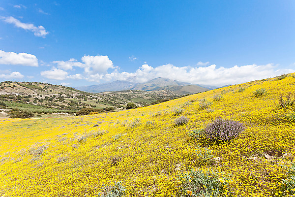 포토 JPG 해외이미지 식물 꽃 여행 자연 휴가 휴식 산 풍경 사람없음 여름 햇빛 노란색 맑음 침묵 봄 자유 벚꽃 바위 시골 개화 그리스 엽서 천국 그리스인 파라다이스 해외202004 해외포토 서양인 계절 유럽 컬러 컨셉 날씨 태양 소리 돌_바위 편지 생태계 파일형식 이미지허브