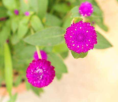 포토 JPG 해외이미지 식물 공원 꽃 분홍색 백그라운드 밭 자연 벽지 버튼 사람없음 야외 빨간색 초록색 빛 컬러풀 햇빛 지구본 정원 보라색 봄 활발 들꽃 성장 벚꽃 신선 개화 그룹 닫기 작음 다발 원예 향기 아로마 총각 해외202004 해외포토 계절 공공시설 컬러 컨셉 농업 모션 취미 태양 크기 생태계 냄새 파일형식 이미지허브